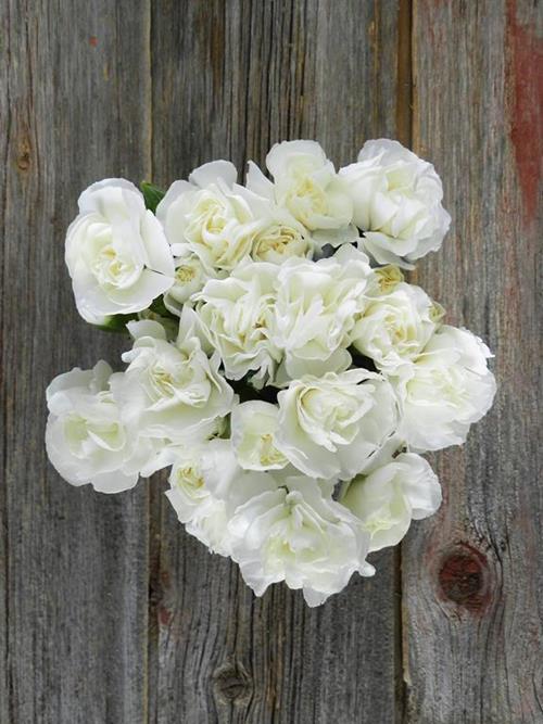 Wholesale White Mini Carnations Delivered Online FlowerFarm